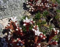 Sedum anglicum