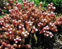 Sedum anglicum