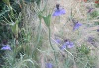 Nigella gallica