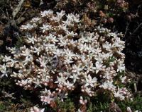 Sedum anglicum