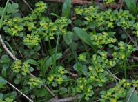 Chrysosplenium oppositifolium