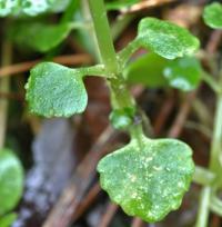 Chrysosplenium oppositifolium