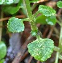 Chrysosplenium oppositifolium