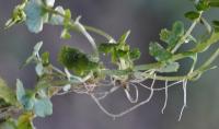 Chrysosplenium oppositifolium