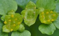 Chrysosplenium oppositifolium