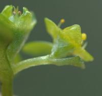 Chrysosplenium oppositifolium