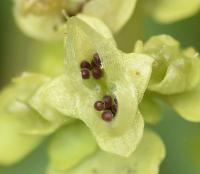 Chrysosplenium oppositifolium