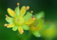 Saxifraga aizoides