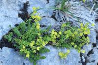 Saxifraga aizoides