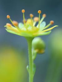 Saxifraga aizoides