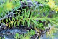 Saxifraga aizoides