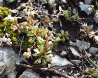 Saxifraga tridactylites