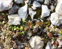 Saxifraga tridactylites