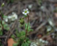 Saxifraga tridactylites