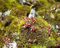 Saxifraga tridactylites