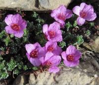 Saxifraga oppositifolia