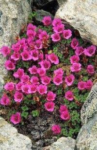 Saxifraga oppositifolia