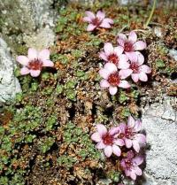 Saxifraga oppositifolia