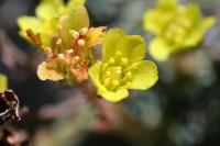 Saxifraga aretoides