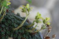 Saxifraga aretoides