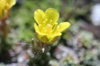 Saxifraga aretoides