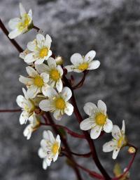 Saxifraga paniculata