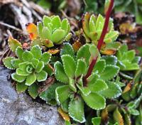 Saxifraga paniculata