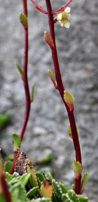 Saxifraga paniculata