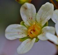 Saxifraga paniculata