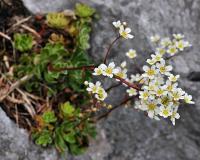 Saxifraga paniculata