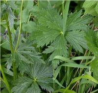 Trollius europaeus