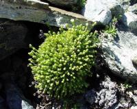 Saxifraga moschata