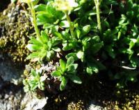 Saxifraga moschata