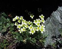 Saxifraga moschata