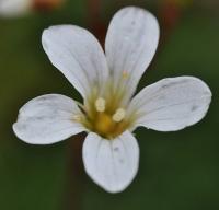 Saxifraga granulata subsp. granulata