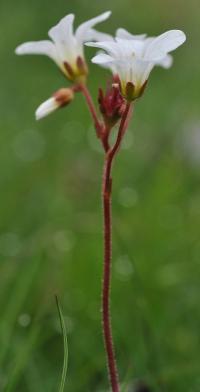 Saxifraga granulata subsp. granulata