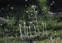 Saxifraga granulata subsp. granulata