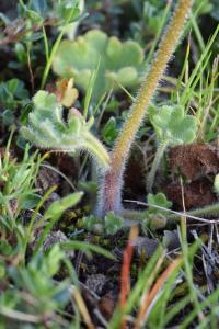 Saxifraga granulata subsp. granulata