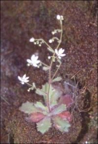 Saxifraga clusii subsp. clusii