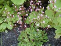 Saxifraga umbrosa