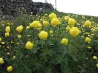 Trollius europaeus