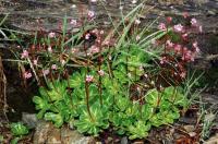 Saxifraga umbrosa