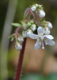 Saxifraga hirsuta subsp. hirsuta