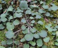 Saxifraga hirsuta subsp. hirsuta