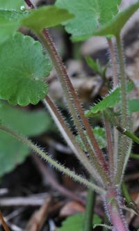 Saxifraga hirsuta subsp. hirsuta