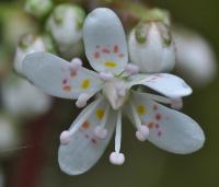 Saxifraga hirsuta subsp. hirsuta