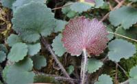 Saxifraga hirsuta subsp. hirsuta