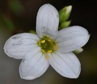 Saxifraga trifurcata