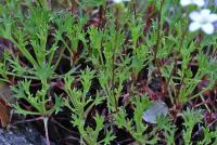 Saxifraga trifurcata