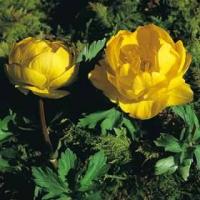 Trollius europaeus